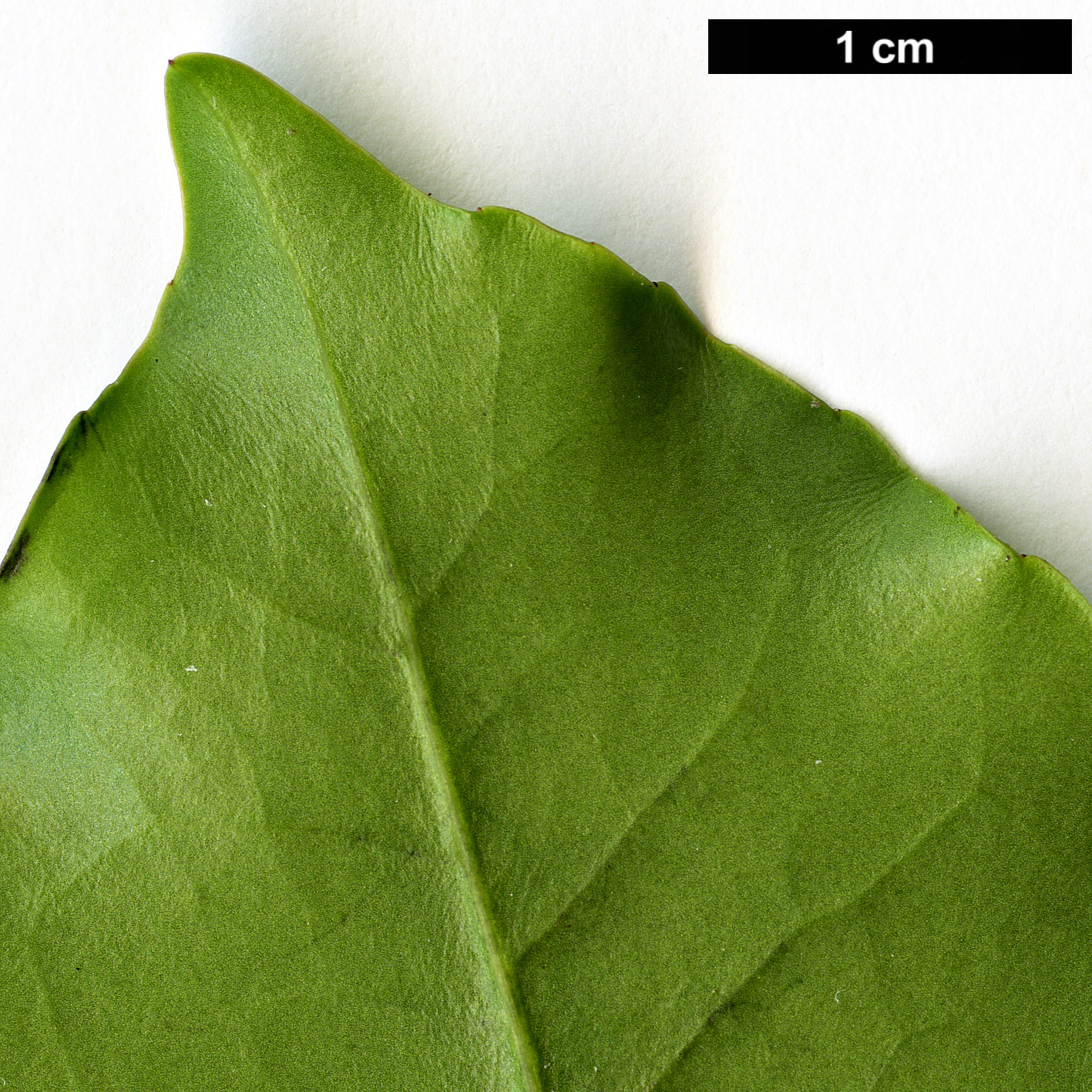 High resolution image: Family: Aquifoliaceae - Genus: Ilex - Taxon: discolor - SpeciesSub: var. tolucana